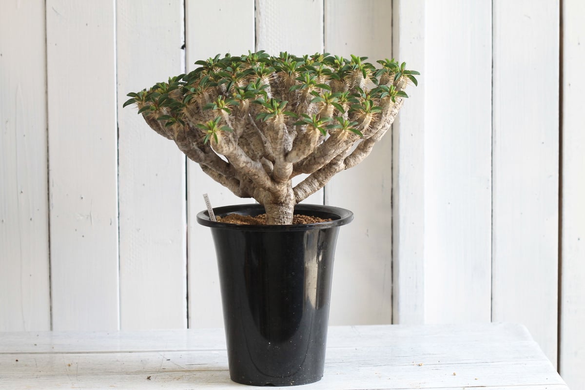 9510 つっこむ 「多肉植物」ユーフォルビア ギラウミニアナ 植え 9510 つっこむ 「多肉植物」ユーフォルビア ギラウミニアナ 植え