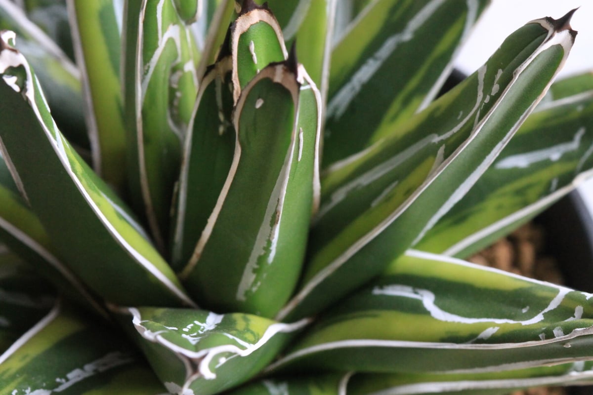 アガベ　笹の雪　笹の雪錦　大株 アガベ 笹の雪錦 大株