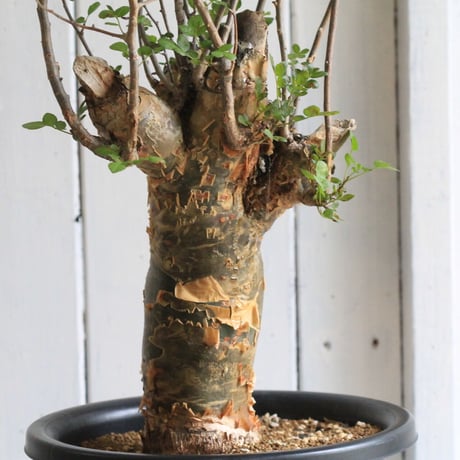 Bursera ファガロイデス