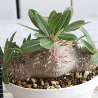 フォークイエリア プルプシー 実生 | hanayoshi-botanical