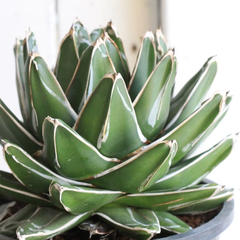 ★アガベ笹の雪★肉厚葉 濃ペンキ極上株 アガベ 笹の雪 特ワイド 濃ペンキ | hanayoshi-botanical