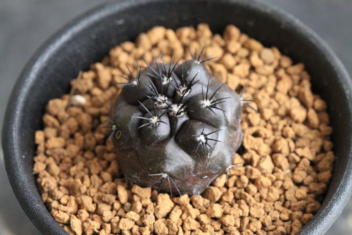 コピアポア デュラ（実生） | hanayoshi-botanical