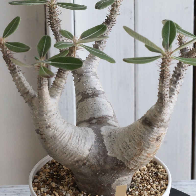 NEIGHBORHOOD　SRL　パキポディウム　カクチペス パキポディウム カクチペス 実生① | hanayoshi-botanical