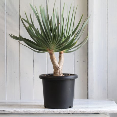 Aloe　プリカチリス