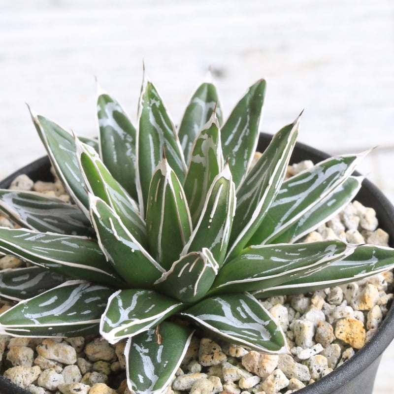 児玉姫笹の雪　アガベ　氷山　姫笹の雪 児玉 姫笹の雪 – ROUKA – Succulents Note