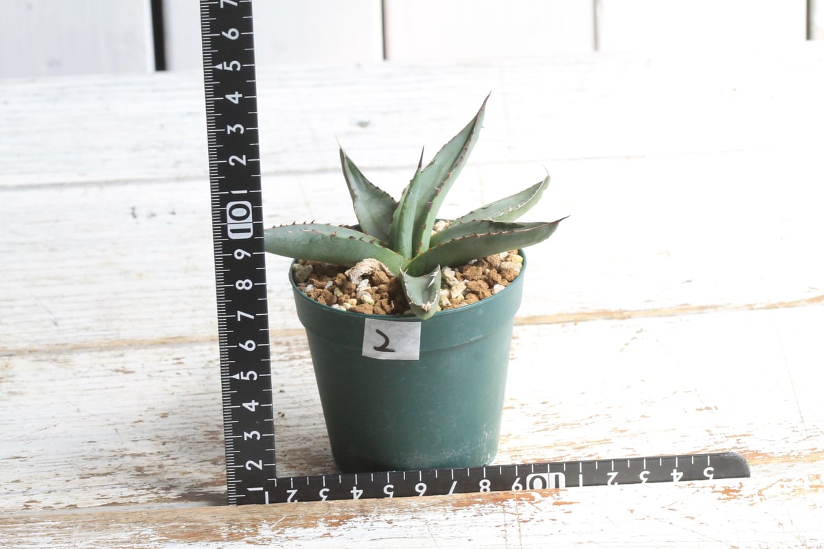 アガベ シャークスキン　子株2個付 Agave シャークスキン | hanayoshi-botanical