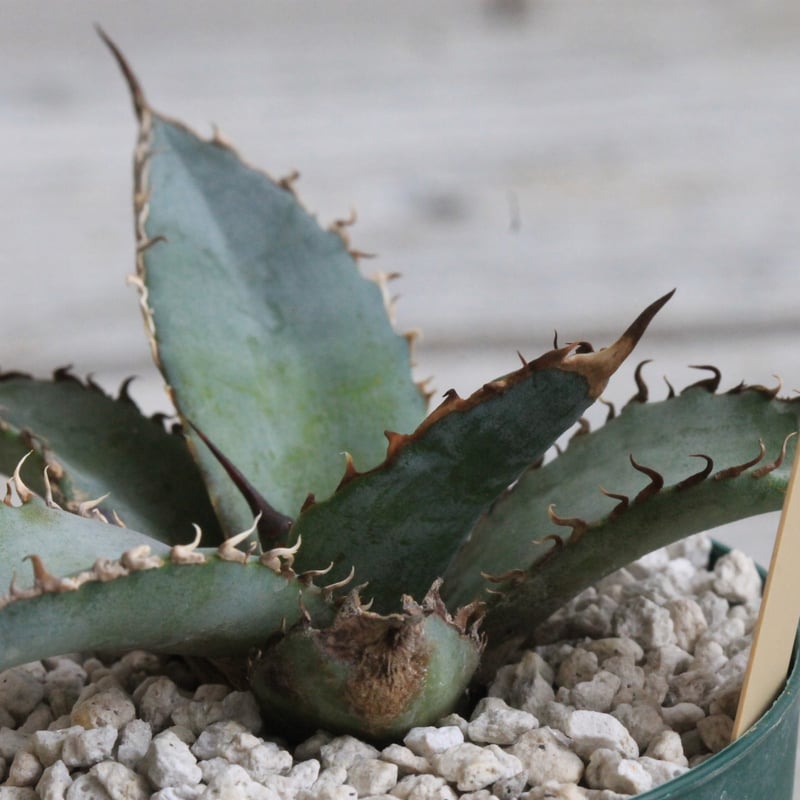 訳あり　アガベ　チタノタ　ライオンズメーン　core産 アガベ チタノタ ライオンズメーン Agave titanota Lion's Mane
