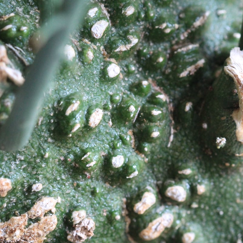 Adenia アデニア グロボーサ | hanayoshi-botanical