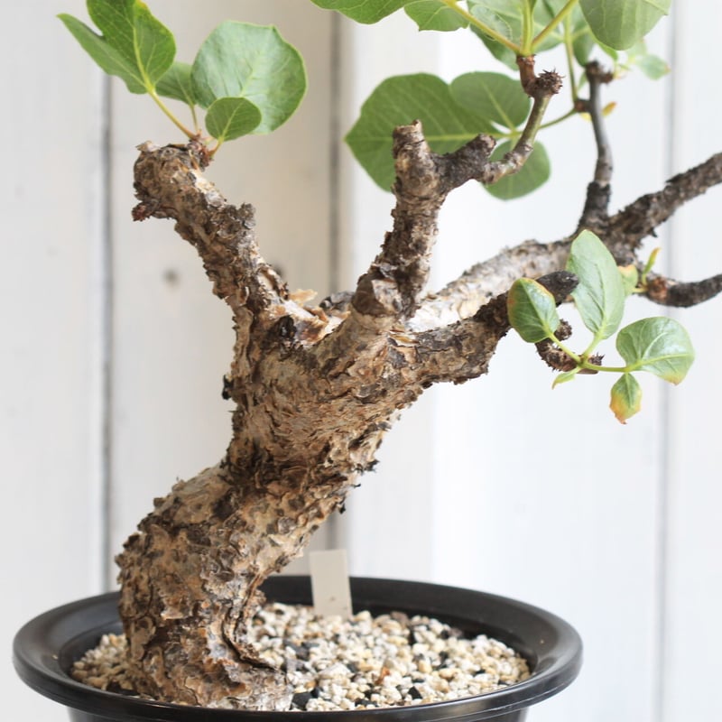 大株　コミフォラ　グイドッティー コミフォラ グイドッティ Commiphora guidotti no.5310