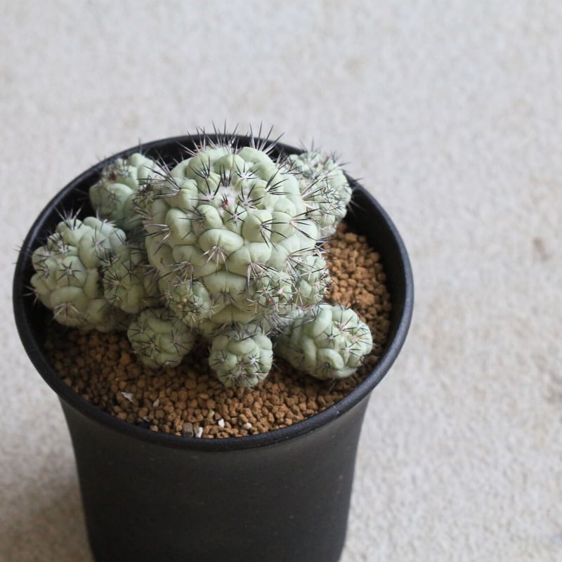 rollys.usaさん専用　オルテゴカクタス　マクドガリー サボテン：オルテゴカクタス・マクドガリー*幅7.5cm 現品 一品