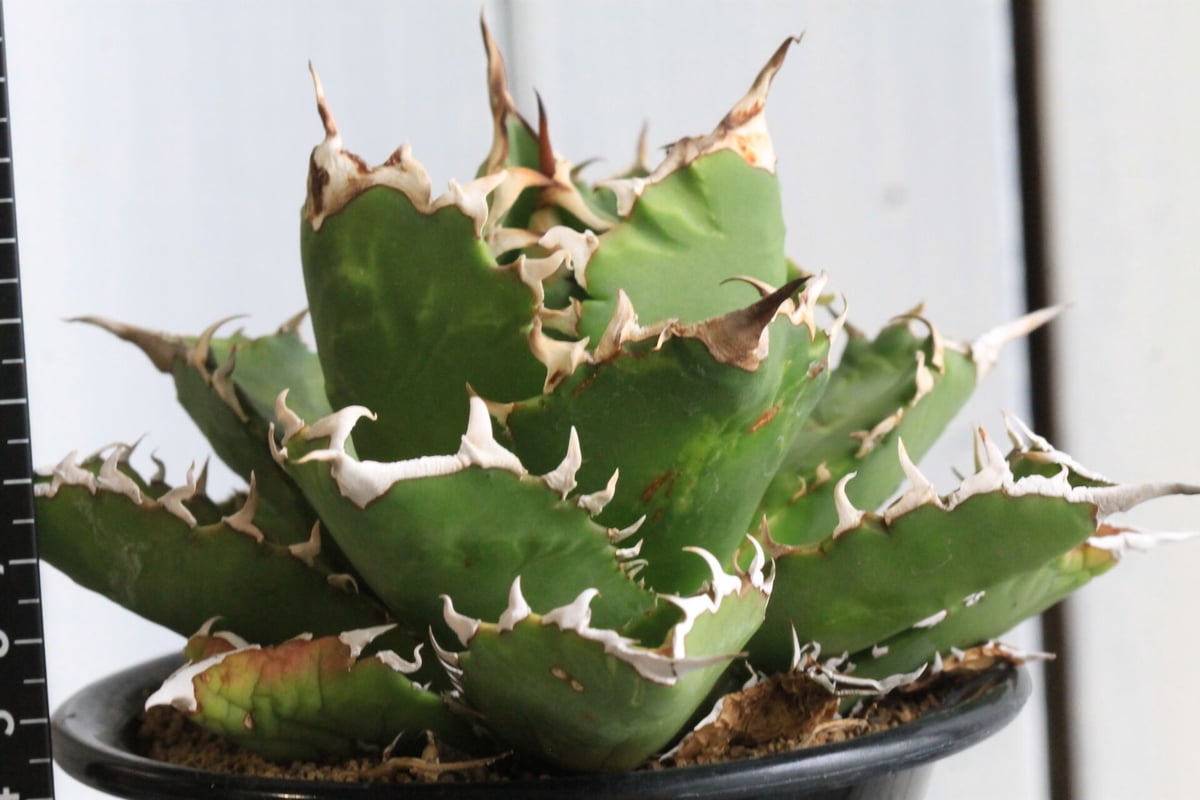 アガベ チタノタ(強刺） | hanayoshi-botanical