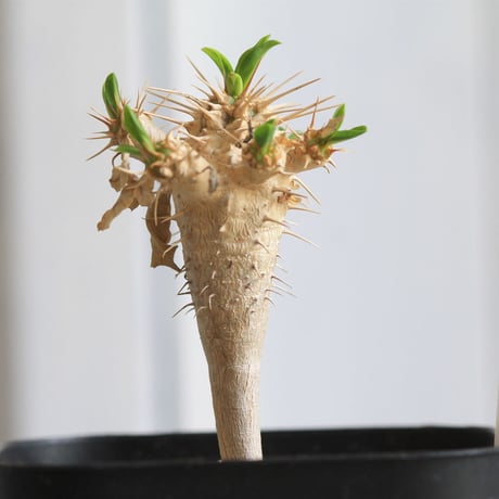 Euphorbia　ギラミニアーナ 　実生
