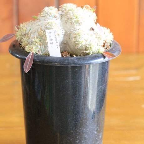 pachypodium brevicaule パキポディウム　恵比須笑い