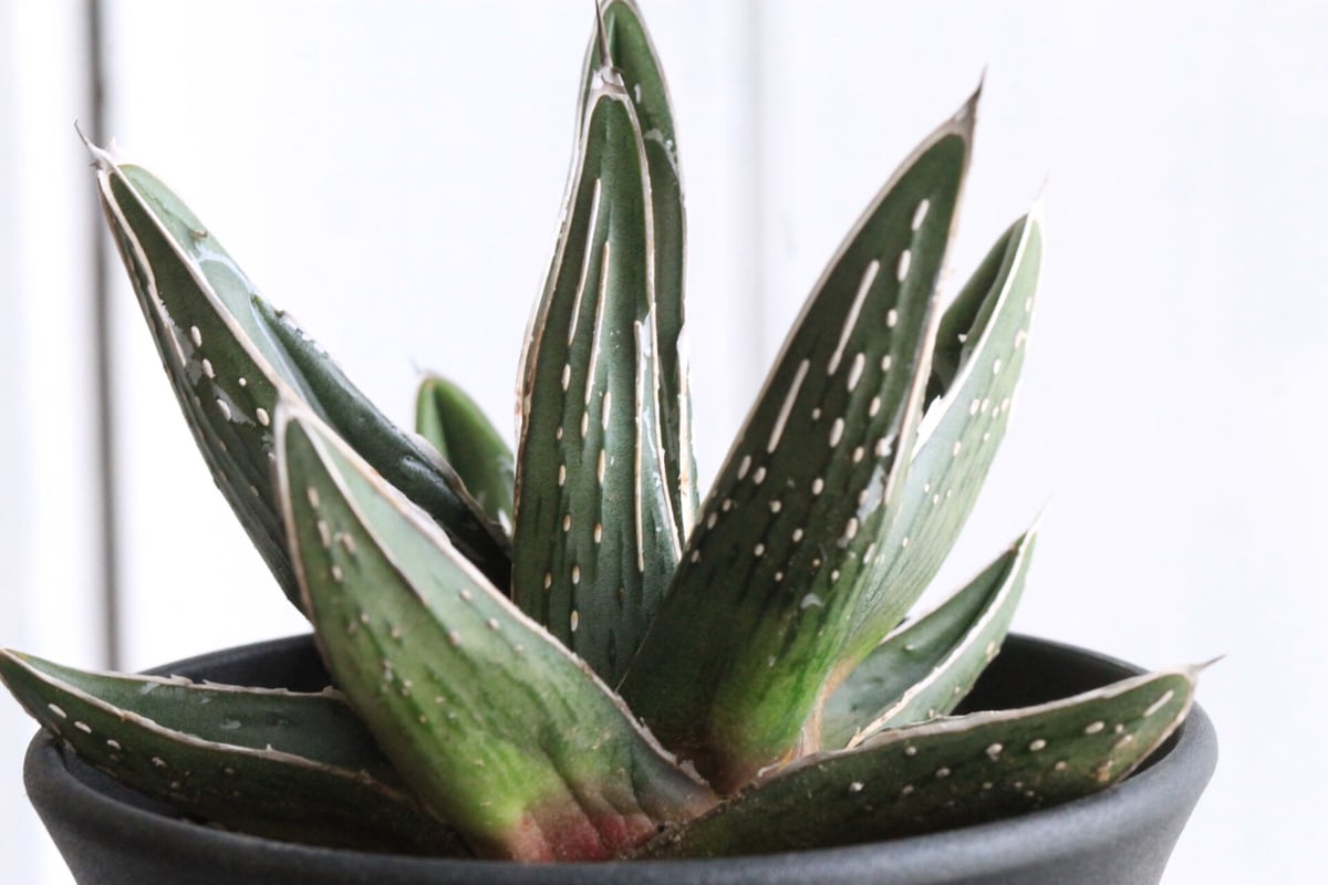 アガベ ピンチラ | hanayoshi-botanical