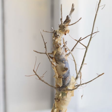 Commiphora holtziana　ホルトジアナ