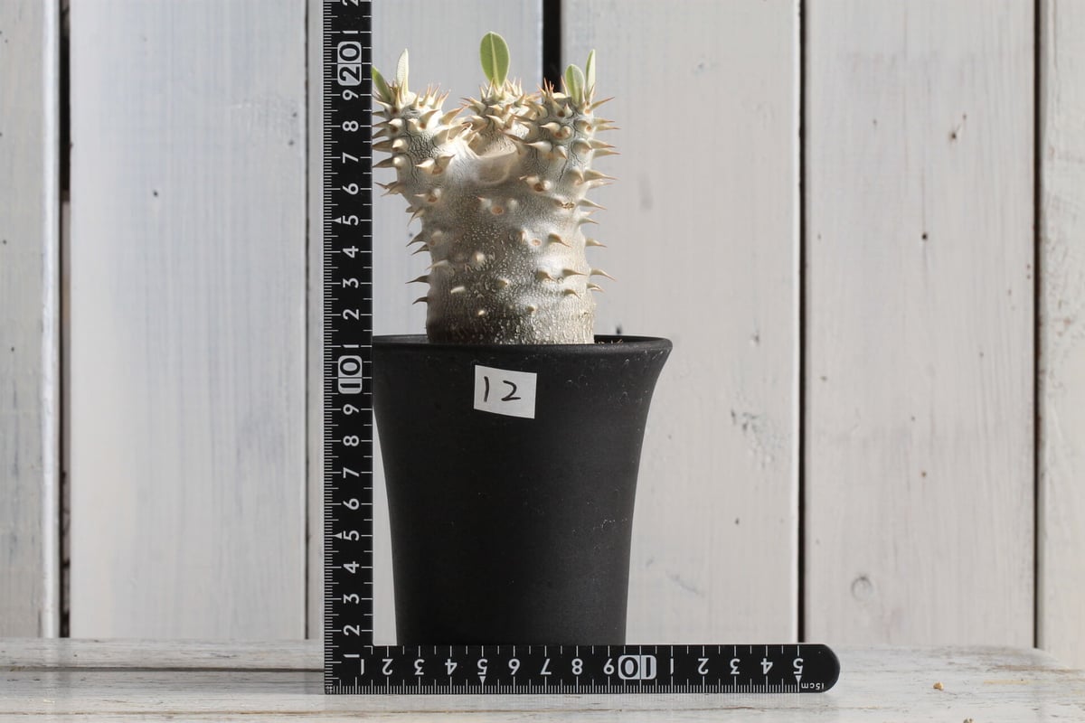 パキポディウム 恵比寿大黒 | hanayoshi-botanical