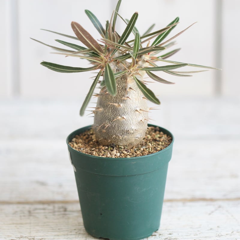 パキポディウム カクチペス 実生① | hanayoshi-botanical