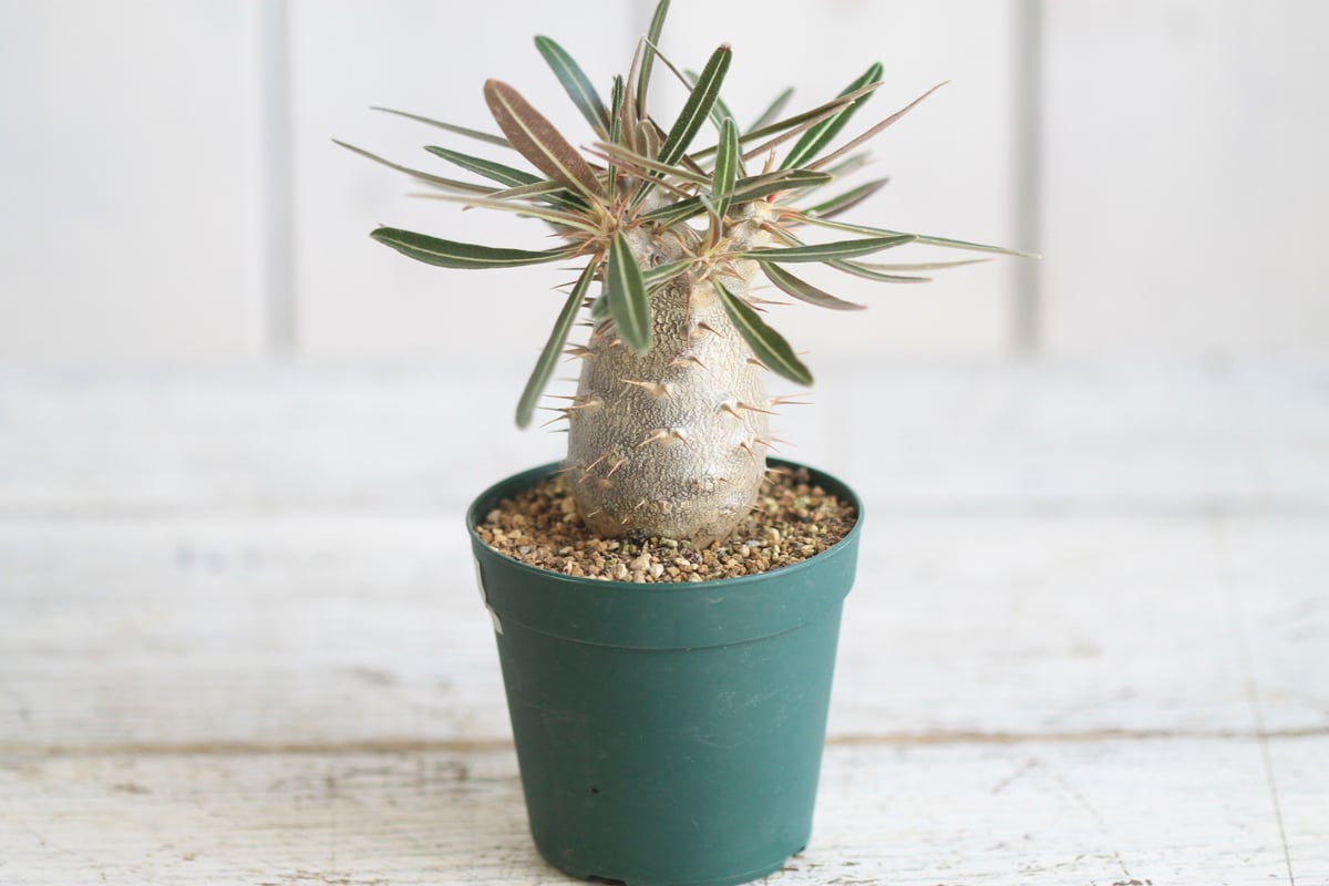 パキポディウム カクチペス 実生① | hanayoshi-botanical