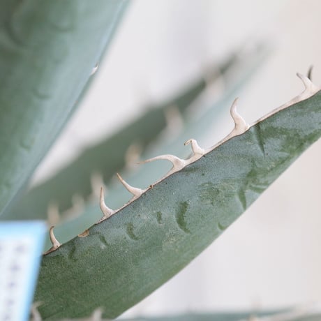 Agave purpusolm　帝釈天