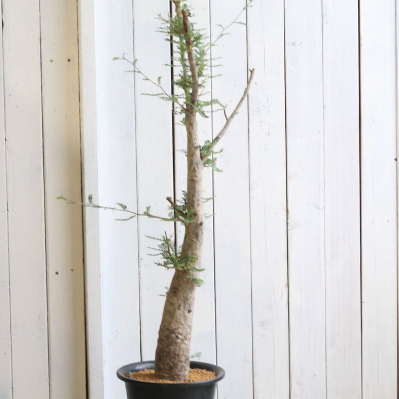 オペルクリカリア ヒファエノイデス | hanayoshi-botanical