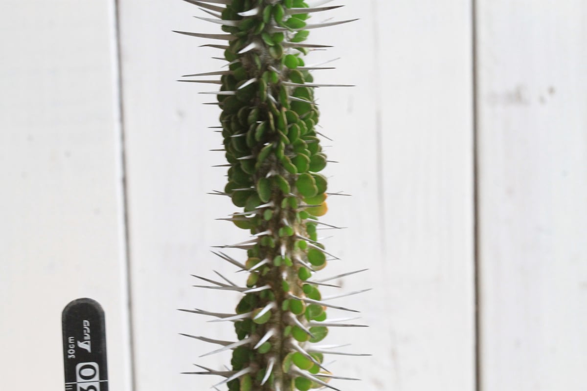 アローディア モンタグナッキー② | hanayoshi-botanical