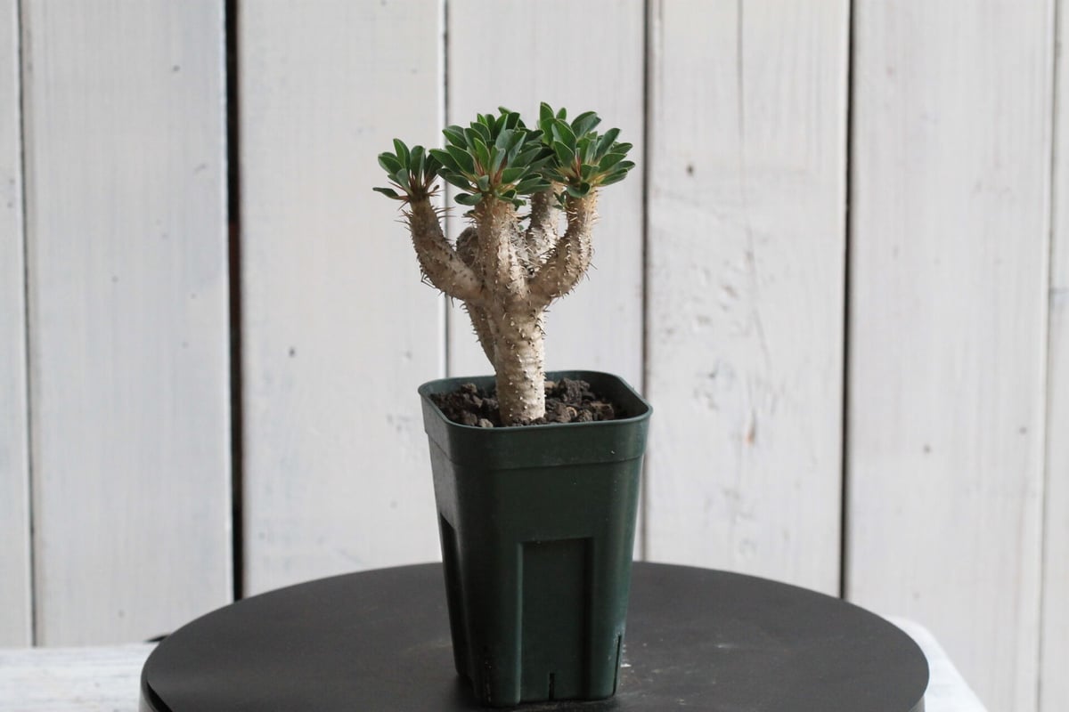 ヨ*ー様 ユーフォルビア ギラウミニアナ ユーフォルビア ギラウミニアナ | hanayoshi-botanical