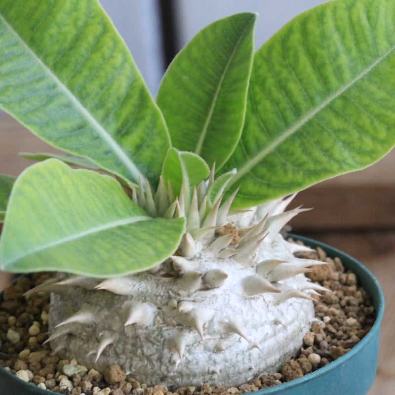 パキポディウム レウコキサンツム① | hanayoshi-botanical