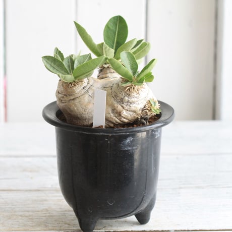 pachypodium エブレネウム