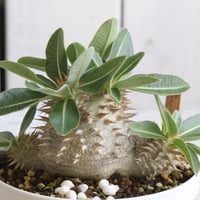 パキポディウムタッキー パキポディウム タッキー大黒×タッキー① | hanayoshi-botanical