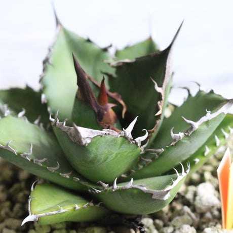 Agave titanota FO76