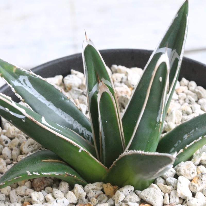 【アガベ】ダルマ笹の雪 原始輝山　明瞭班入り　特大 2025年最新】アカベ笹の雪ダルマ輝山の人気アイテム - メルカリ