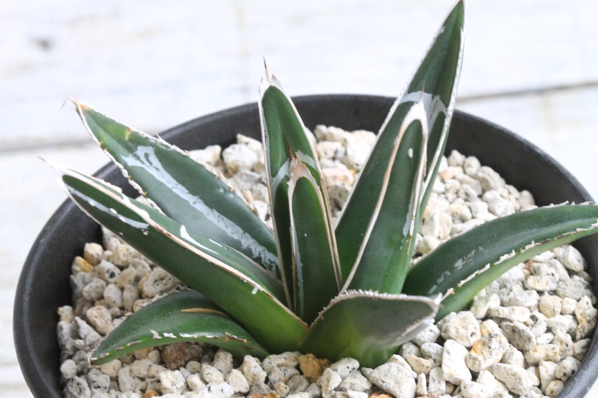 アガベ ダルマ笹の雪（B）③ | hanayoshi-botanical