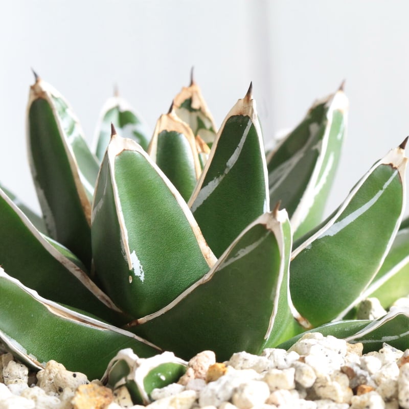 アガベ 笹の雪 NO.50 | hanayoshi-botanical