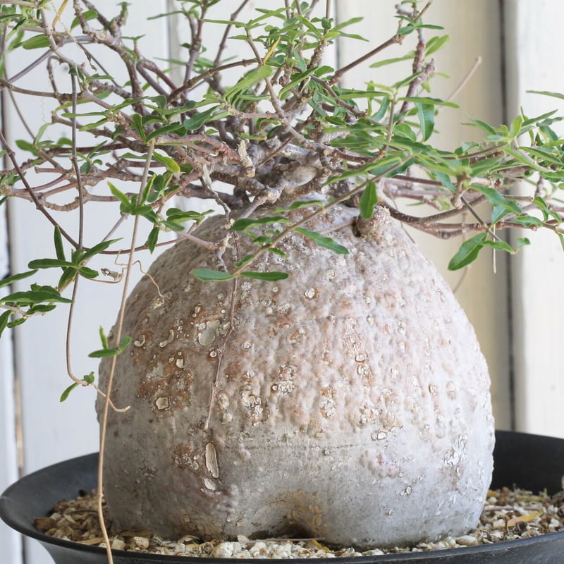 フォッケア エデュリス（火星人） | hanayoshi-botanical