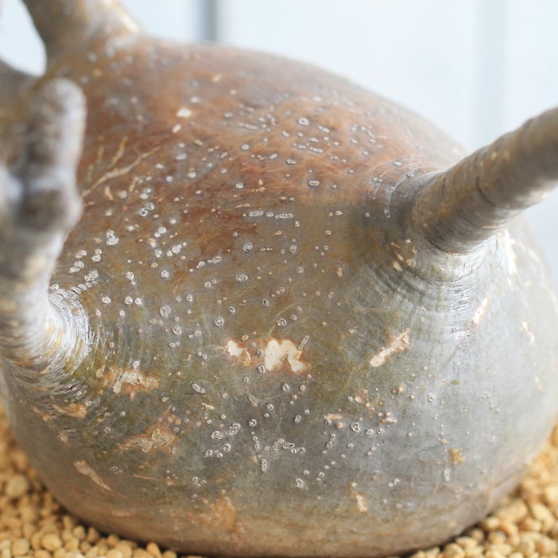 パキポディウム グラキリス yaji²ポット | hanayoshi-botanical