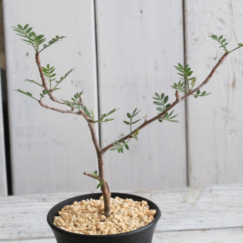 ブルセラ　ミクロフィラ　挿木 ブルセラ ミクロフィラ 挿し木② | hanayoshi-botanical