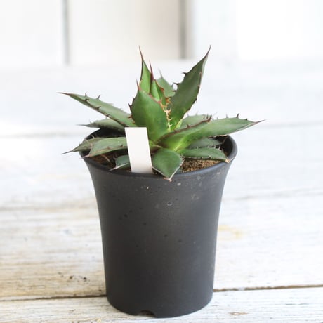 Agave ホリダ