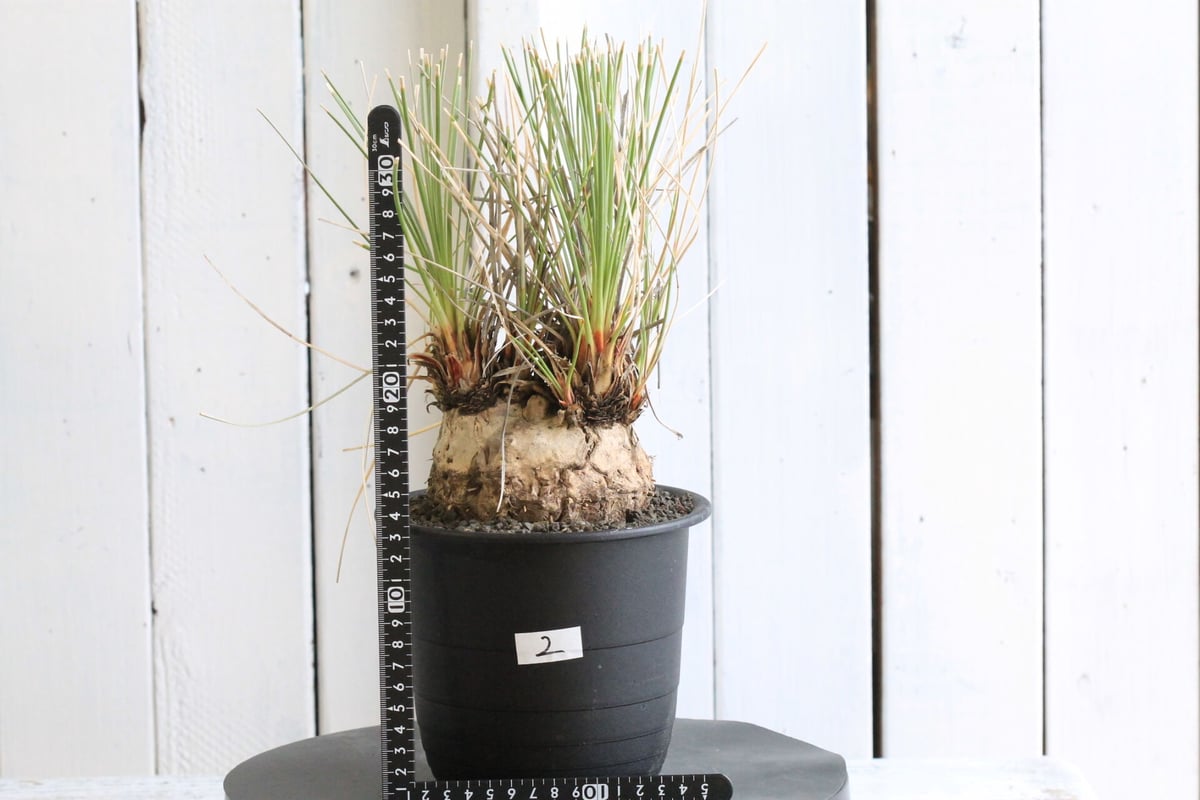 カリバナスフーケリー