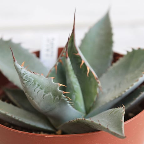 Agave パラサナ