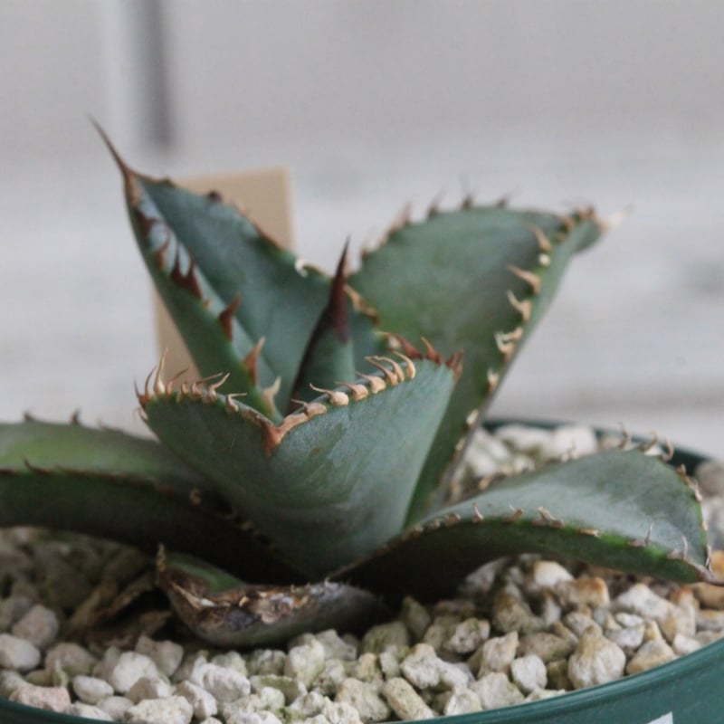 アガベ チタノタ ライオンズメーン② | hanayoshi-botanical