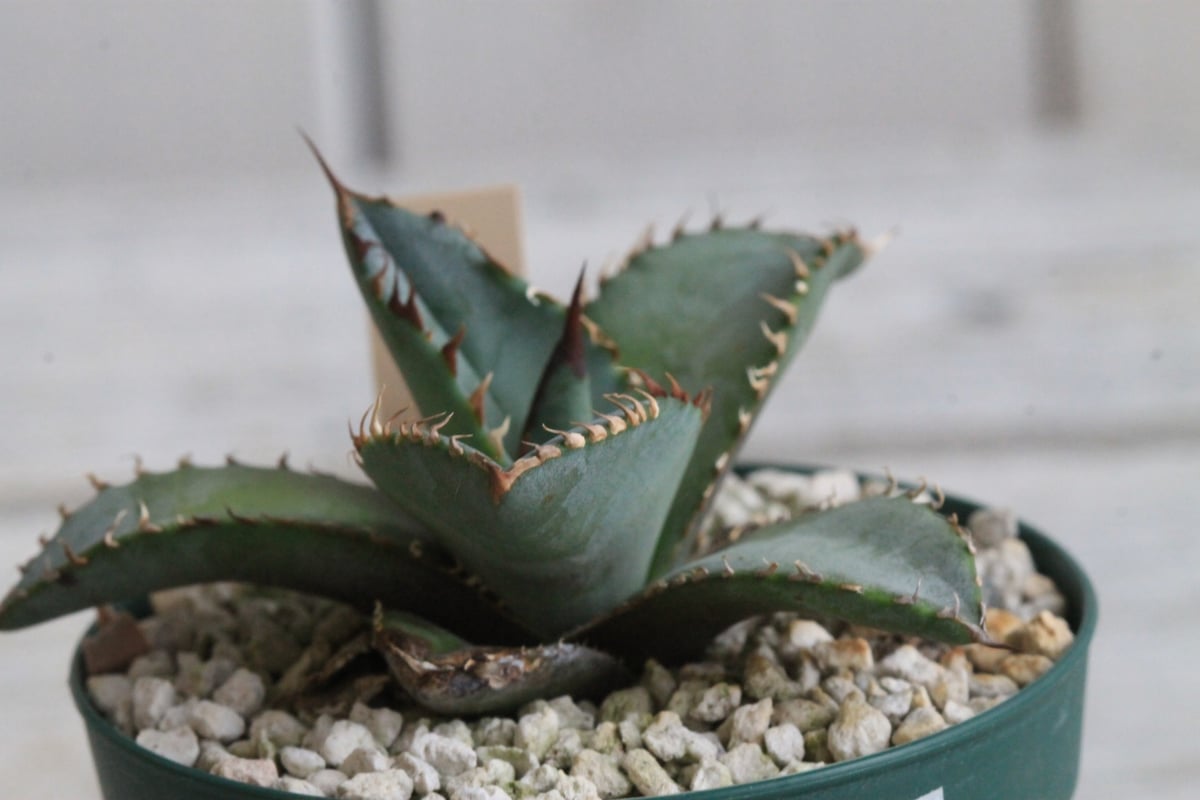 アガベ チタノタ ライオンズメーン② | hanayoshi-botanical