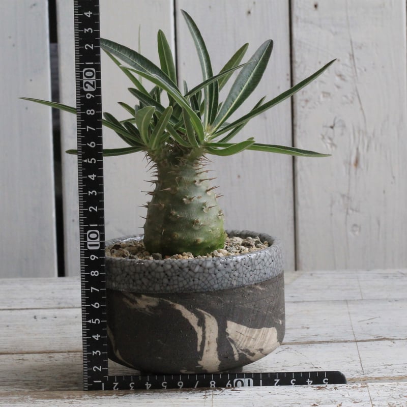 実生7年目 パキポディウム グラキリス 多頭株 パキポディウム