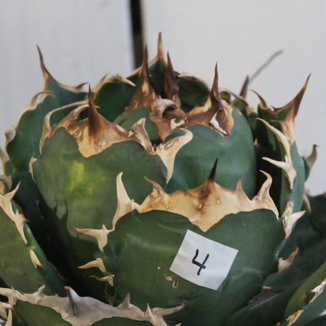 Agave titanota Jupiter