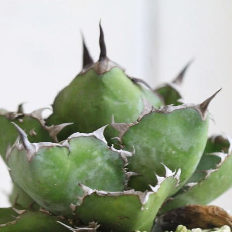 Agave ブラック＆ブルー