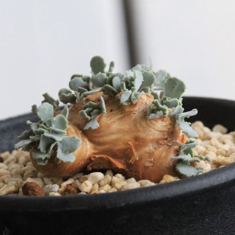 H*H様 オトンナ カカリオイデス 実生4年生4株セット H*H様 オトンナ