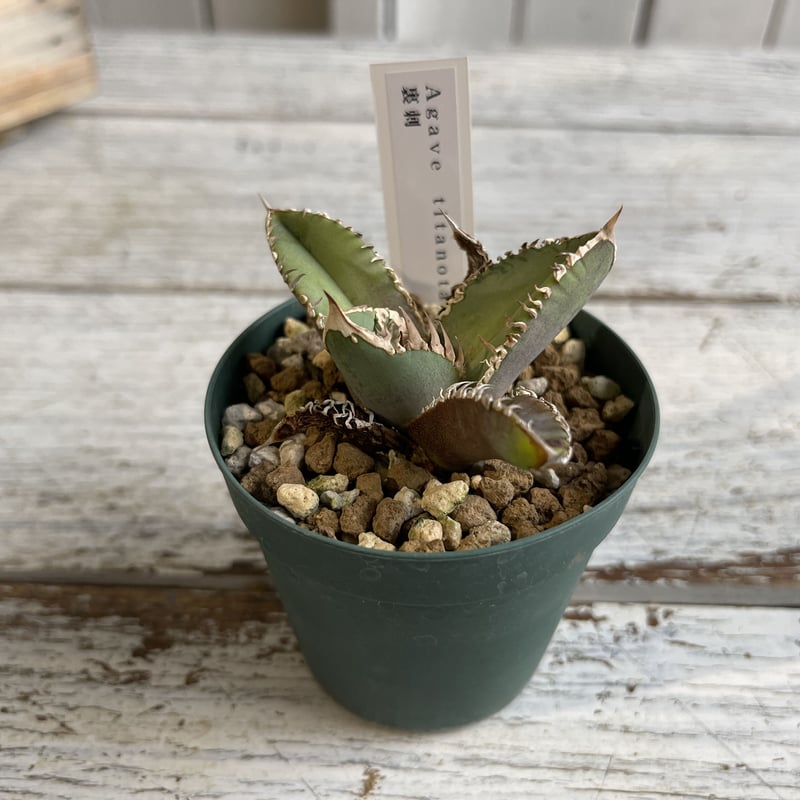 アガベ チタノタ（裏刺） | hanayoshi-botanical