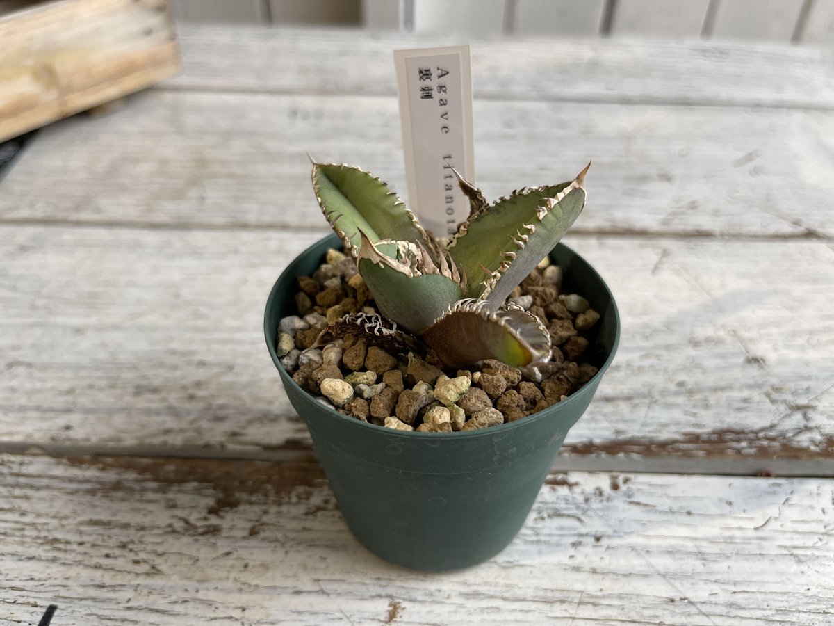 アガベ チタノタ（裏刺） | hanayoshi-botanical