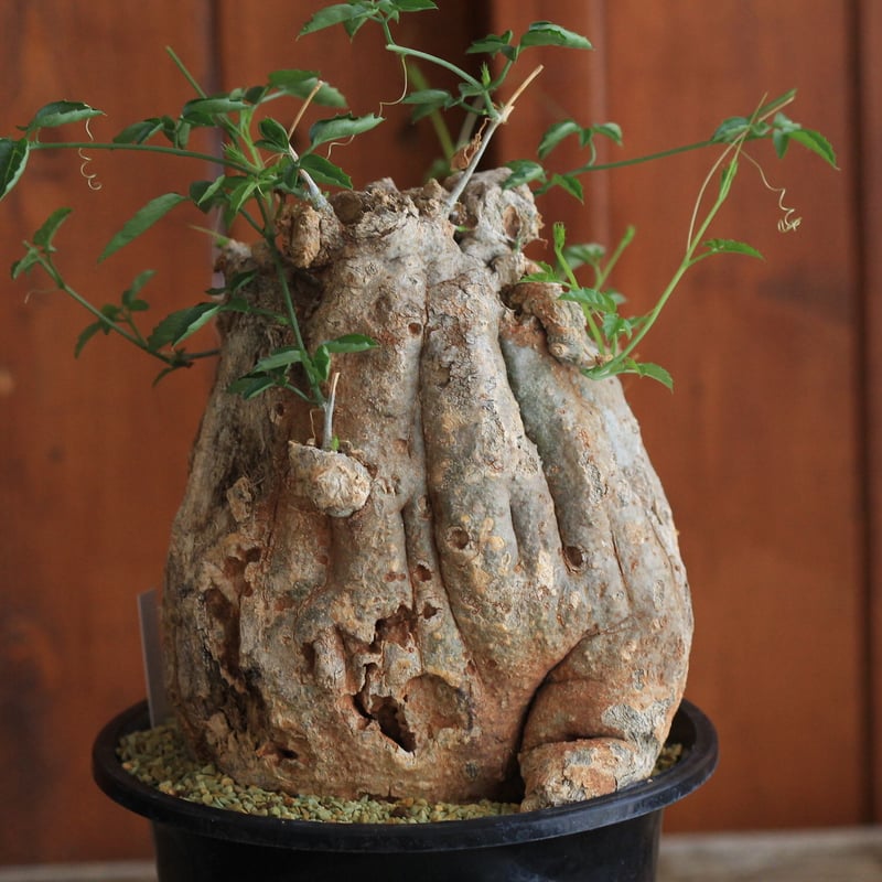 Momordica ロストラータ | hanayoshi-botanical