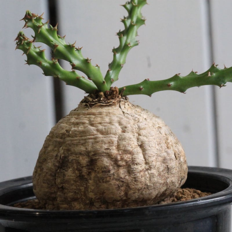 ユーフォルビア デシドゥア | hanayoshi-botanical