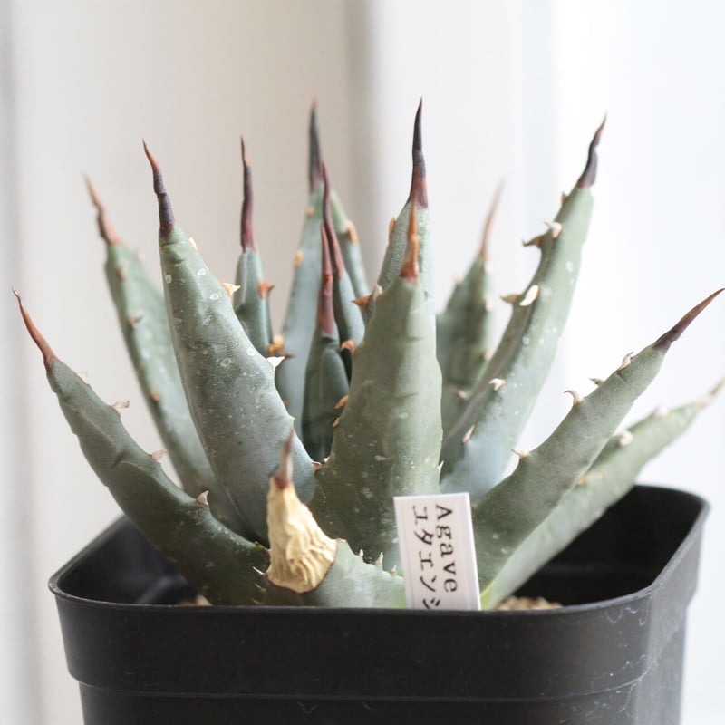 アガベ　ユタエンシス　ドワーフ アガベ ユタエンシス ドワーフ | hanayoshi-botanical